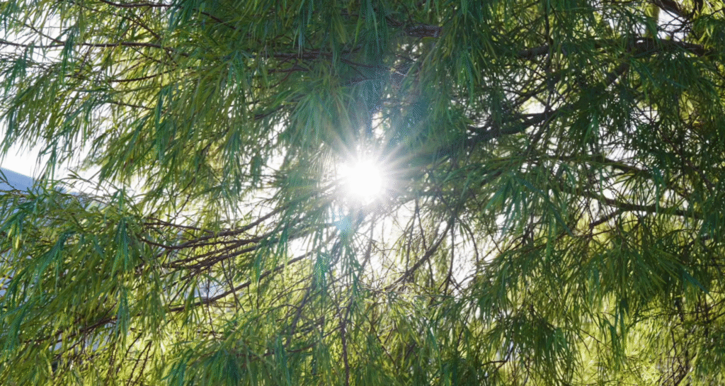 Victoria Park Suburb Guide