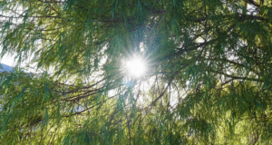 Victoria Park Suburb Guide